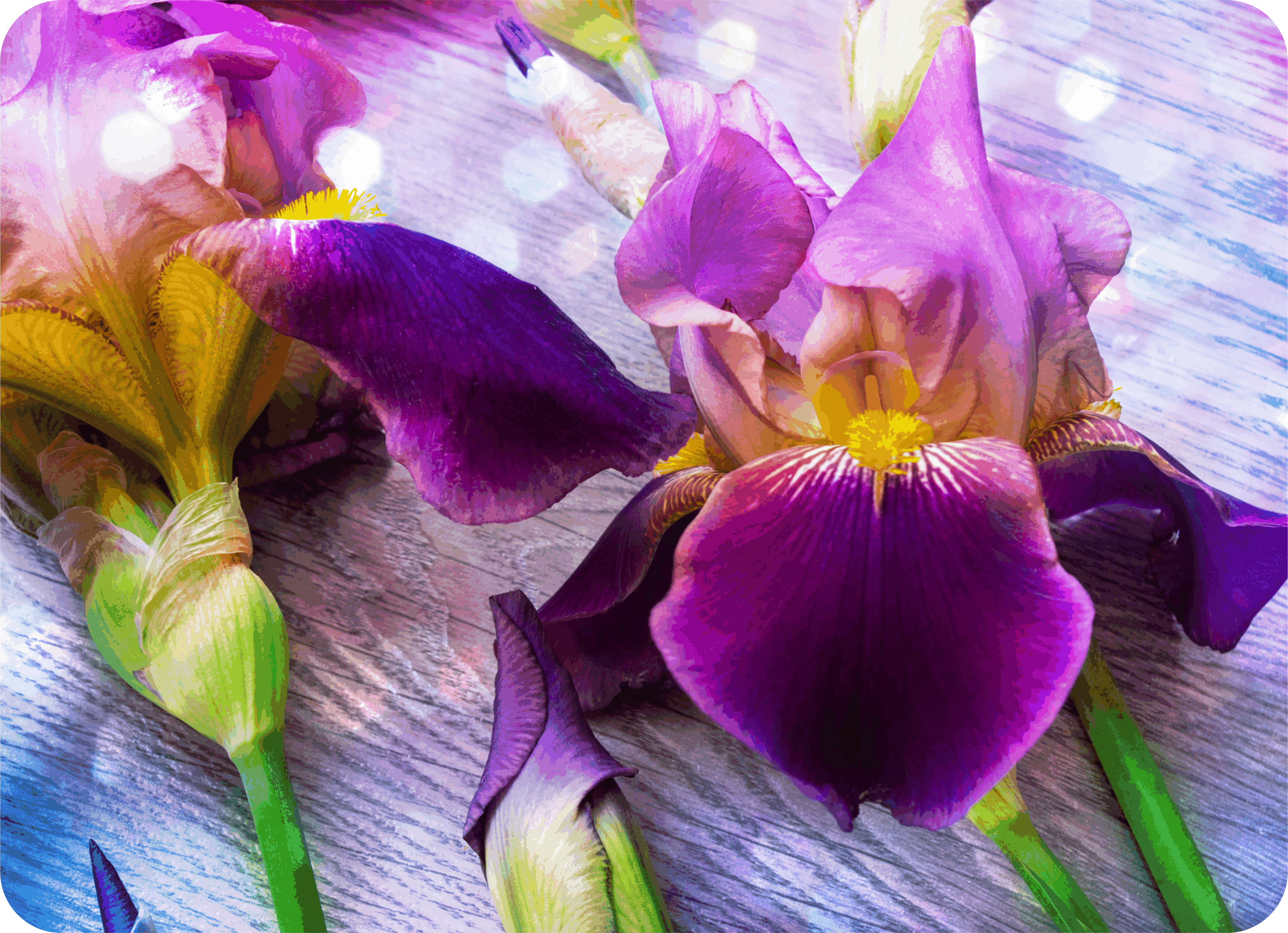 Photograph if it’s of purple iris flowers