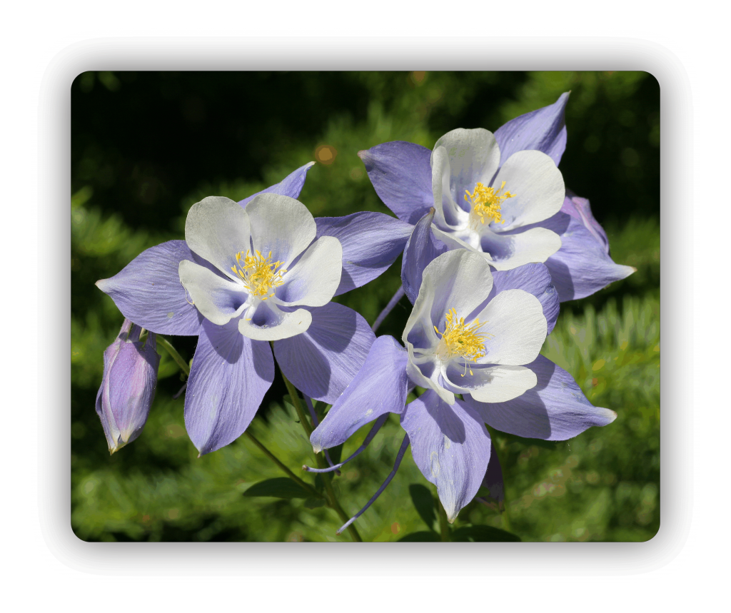 Photo of Colorado Columbines on a tempered glass cutting board