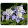 Photo of Colorado Columbines on a tempered glass cutting board