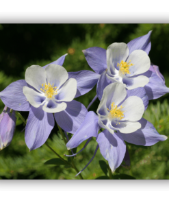 Photo of Colorado Columbines on a tempered glass cutting board