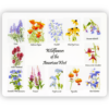 Images of wildflowers of the American west on a large tempered glass cutting board